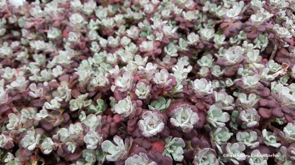 Sedum-Lusikkamaksaruoho-purpureum
