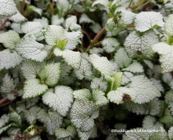 Lamium-Hopeataeplaepeippi-beacon-silver