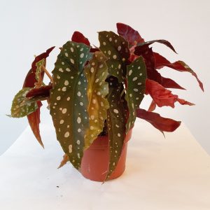 Pilkkubegonia-5