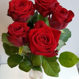 Punaiset-ruusut