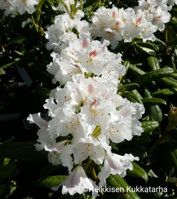 Rhododendron-alppiruusu-pma-tigerstedtii