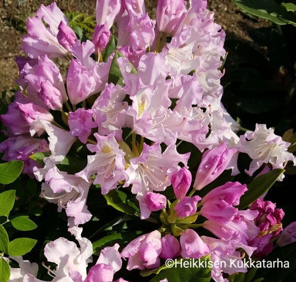 Rhododendron-Alppiruusu-pohjolantytaer