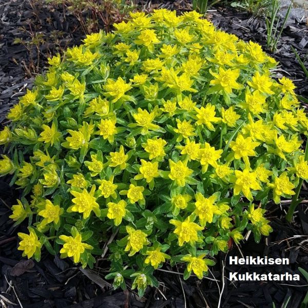 Euphorbia-Kultatyraekki