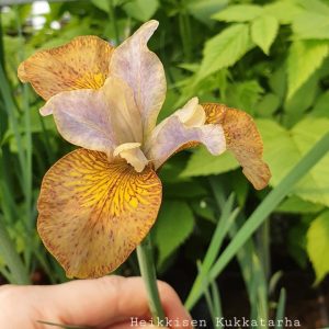 Iris-ginger