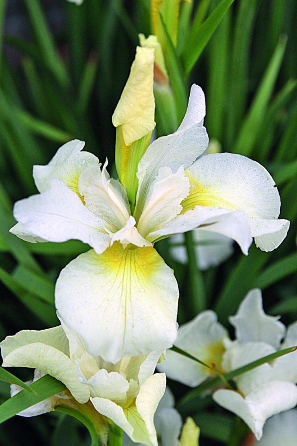 Iris-sibirica-Snow-Queen