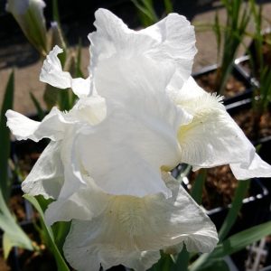 Iris-tarhakurjenmiekka-immortality