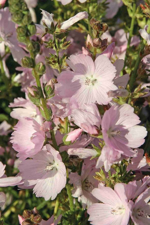 Tarhajalomalva-Sidalcea-hybrida-Elsie-Heugh