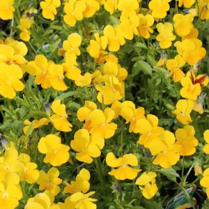 Viola-cornuta-Yellow-Perfection