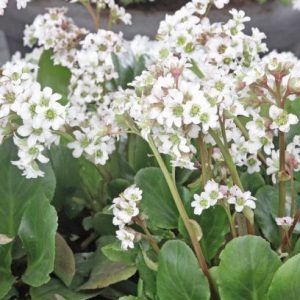 vuorenkilpi-Bergenia-hybrida-Bressingham-White
