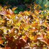 Heisiangervo-amber-jubilee2
