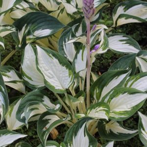 Kuunlilja-Hosta-Fire-Ice
