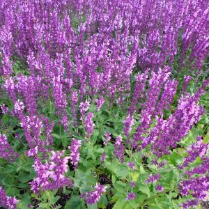 Salvia-x-sylvestris-Rose-Queen