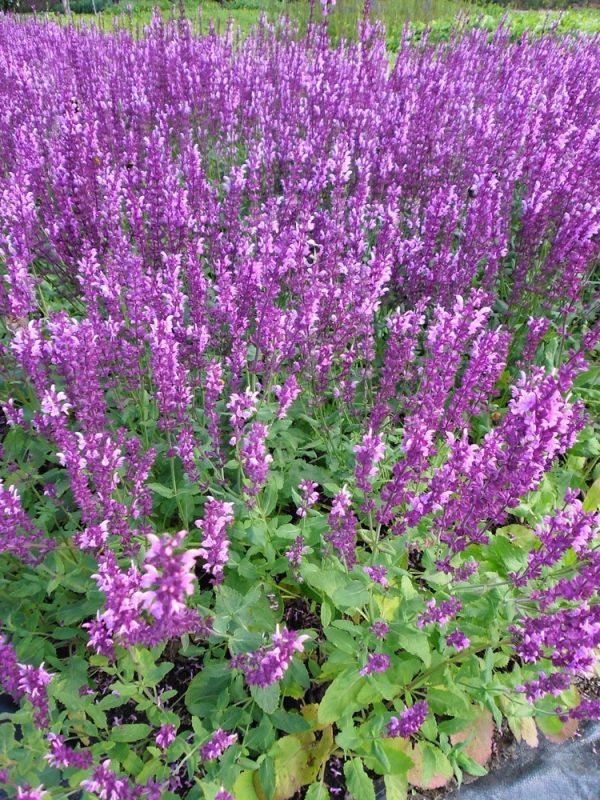 Salvia-x-sylvestris-Rose-Queen