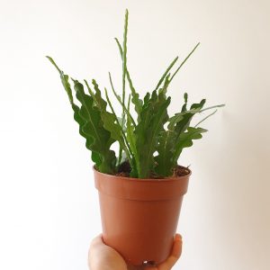 Kalanruotokaktus-Epiphyllum