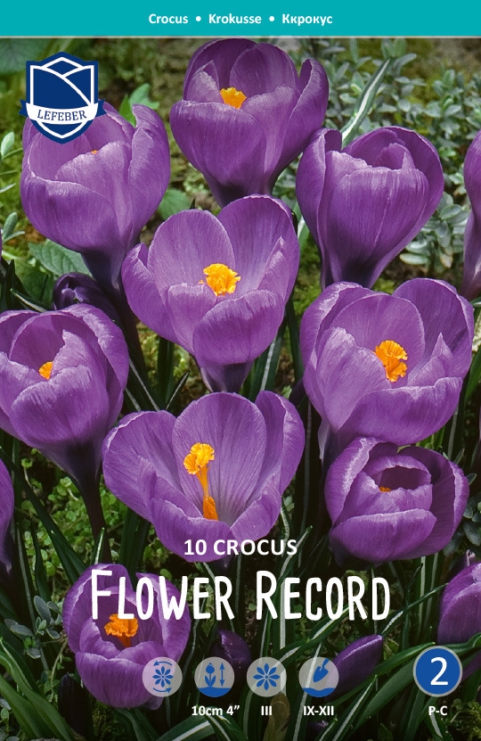 Krookus-Flower-record