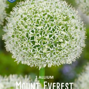 Laukka-Mount-Everest