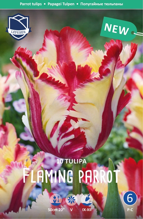 Tulppaani-Flaming-parrot
