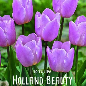 Tulppaani-Holland-Beauty