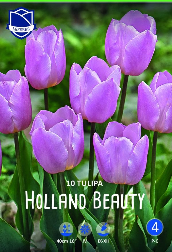 Tulppaani-Holland-Beauty