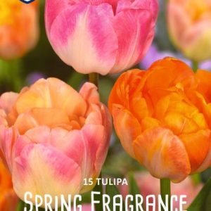 Tulppaani-Spring-fragrance-2