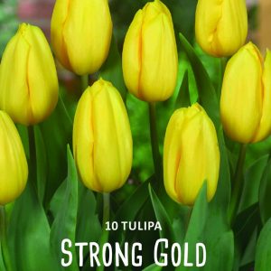 Tulppaani-strong-gold-2