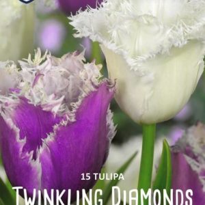 Tulppaani-Twinkling-diamonds-2