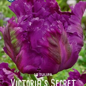 Tulppaani-Victorias-secret