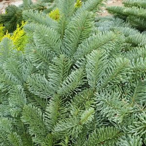 Aitopihta-Nobilis