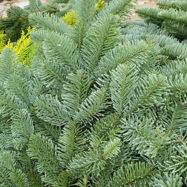 Aitopihta-Nobilis