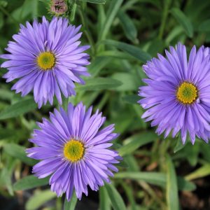 Alppiasteri-Aster-alpinus-Goliath