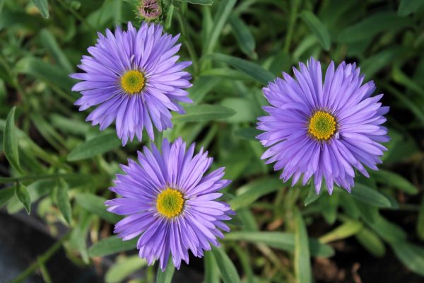 Alppiasteri-Aster-alpinus-Goliath