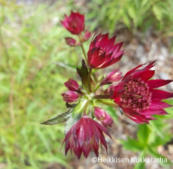 Astrantia-Isotaehtiputki-ruby-wedding