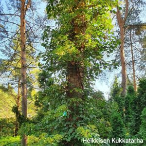 Hydrangea-Koeynnoeshortensia