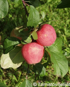 jattimelba-omena-kaapioiva