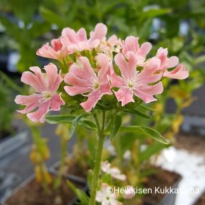 Lychnis-Palavarakkaus