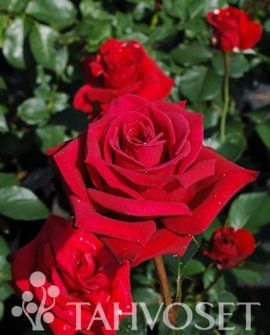 niina-weibull-ruusu