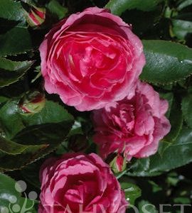 pinktopia-ruusu