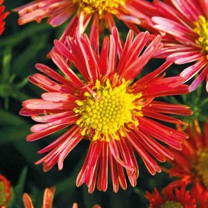Reunusasteri-Aster-dumosus-Jenny