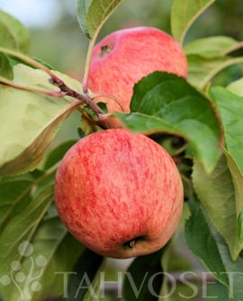 sokerimiron-omena