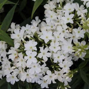 Syysleimu-Phlox-paniculata-Early-White