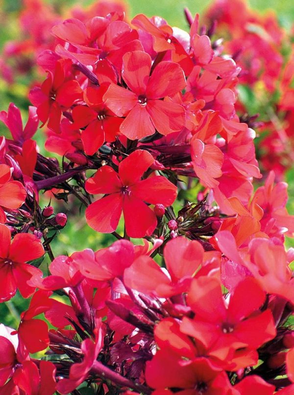 Syysleimu-Phlox-paniculata-Starfire