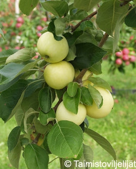 valkeakuulas-omena