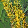 Valtikkanauhus-Ligularia-przewalskii