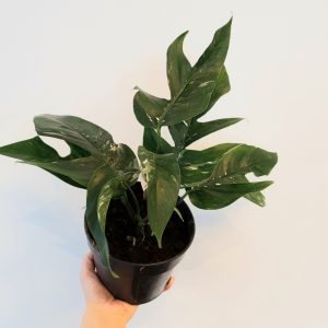 Epipremnum-variegata