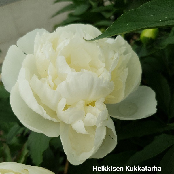 Kiinanpioni Paeonia lactiflora Duchesse de Nemours - Heikkisen Kukkatarha