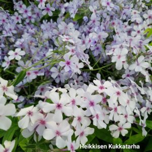 Sinileimu-Phlox