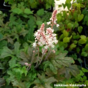 Tarhatiarella-tiarella-pink-skyrocket