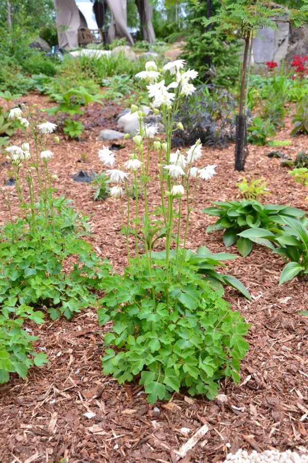 Aquilegia-Lehtoakileija-white-barlow