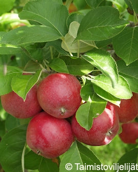 Omenapuu-sandra