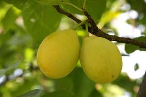 Prunus-dom-Savion-Keltaluumu-luumu-ML-1645